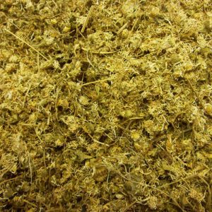 Gänseblümchen ganz