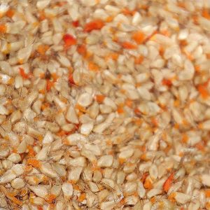 Hagebuttenkerne ganz