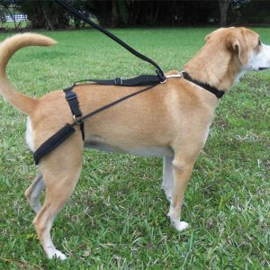 Dr. Horgan Erziehungshilfe Geschirr