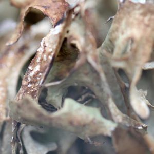 Isländisch Moos geschnitten