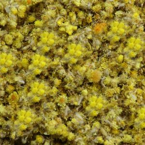 Ruhrkrautblüten / Katzenpfötchen gelb geschnitten