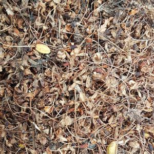 Kirschenstiele geschnitten